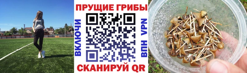 Псилоцибиновые грибы Magic Shrooms  Купить  Ишимбай 